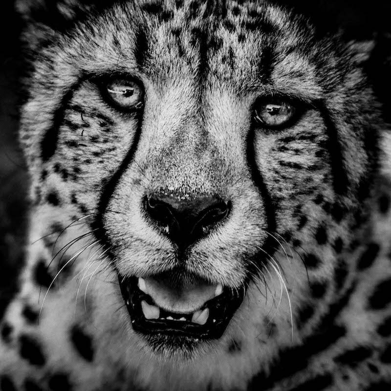Cheetah Portrait - Kenya - 2013 - Laurent Baheux