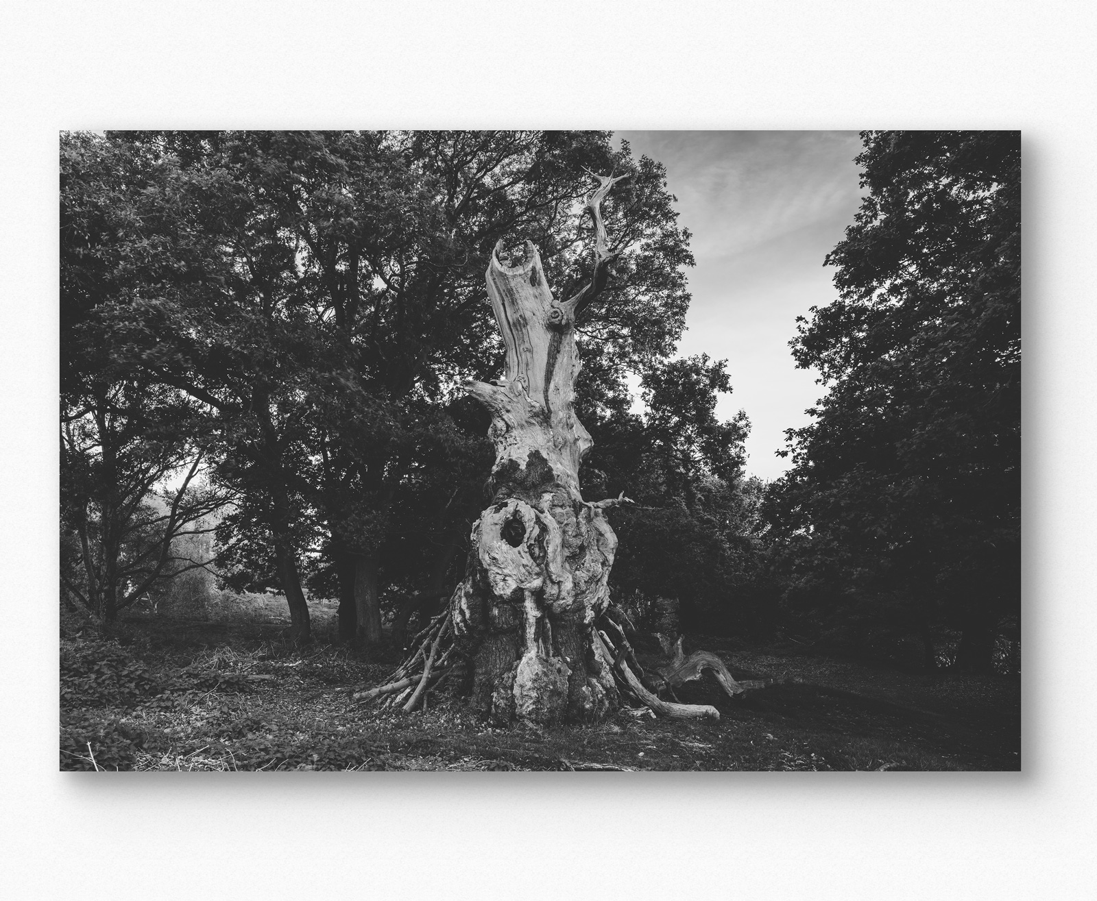 Andrea_Vicentini_04_Sentenza-di-Massa