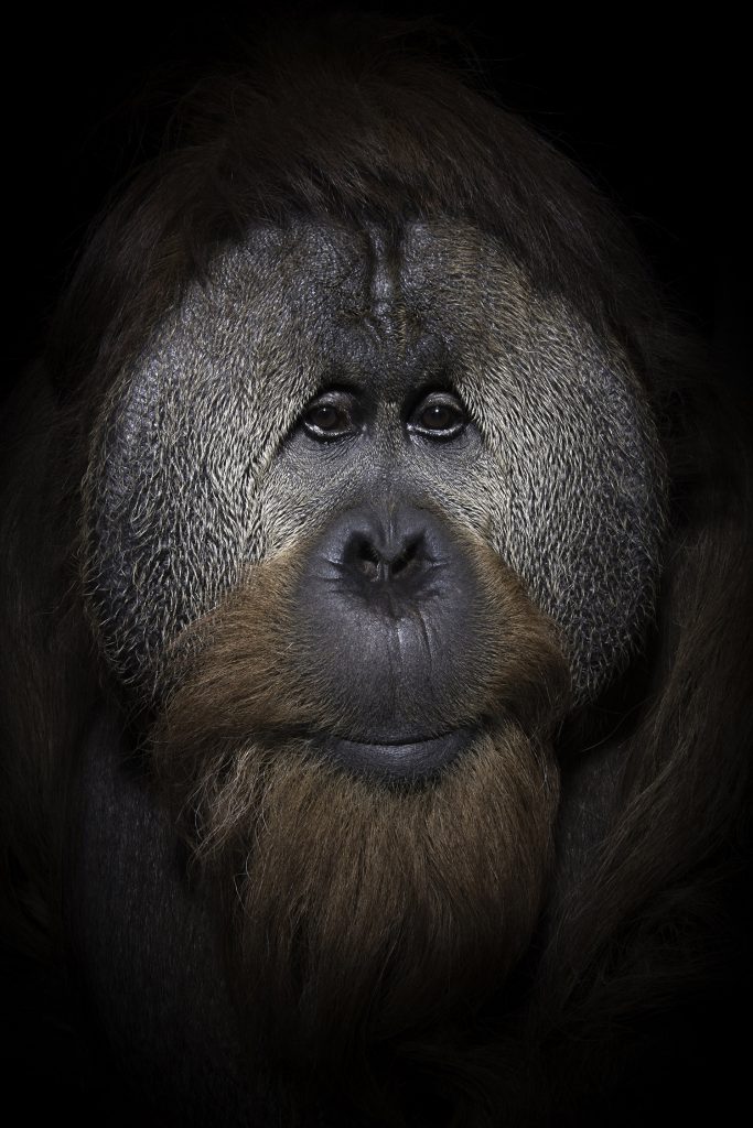 ©Mark Edward Harris_USA Indianapolis Orangutan Azy