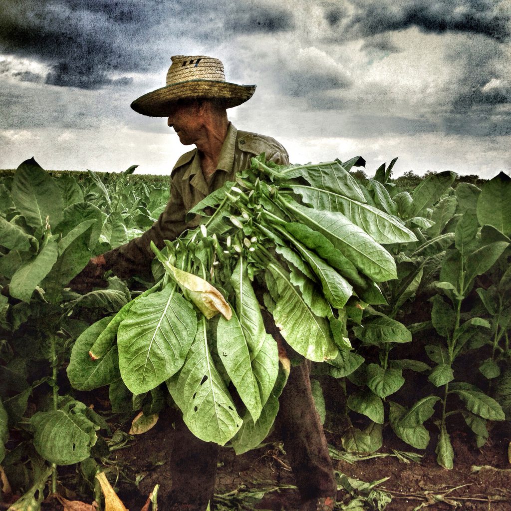 Cuban Tobacco Farmer ©Manuello Paganelli printed on Hahnemühle Digital FineArt Paper