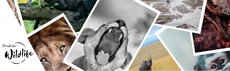 Prints for Wildlife supported by Hahnemuehle
