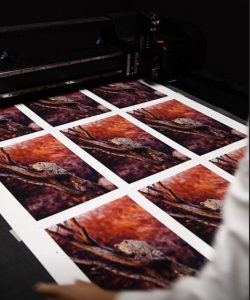 Prints for Wildlife on Hahnemühle Hemp FineArt Inkjet Paper ©Pie Aerts