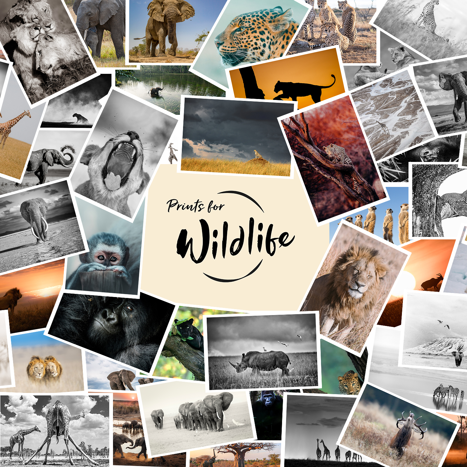 Prints for Wildlife on Hahnemühle Hemp Paper