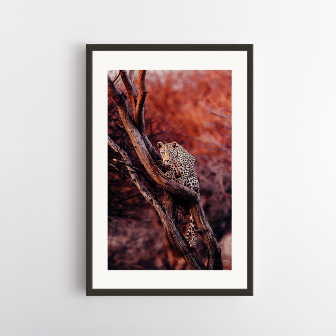 Prints for Wildlife Leopard on Hahnemühle Natural Line Hemp Paper framed ©Pie Aerts