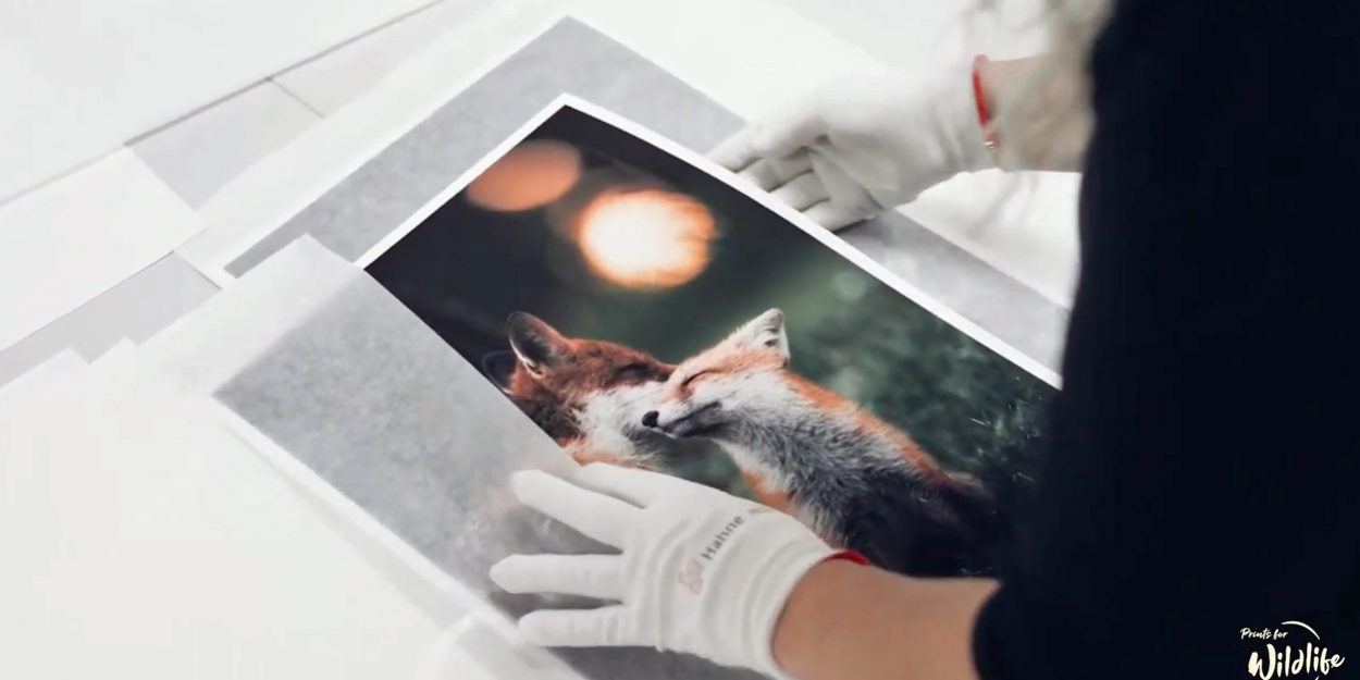 Prints for Wildlife on Hahnemuehle Hemp FineArt Inkjet Paper