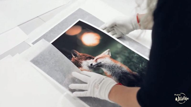 Prints for Wildlife on Hahnemuehle Hemp FineArt Inkjet Paper