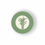 Sweetest paper invention: Artist paper made of Sugar Cane