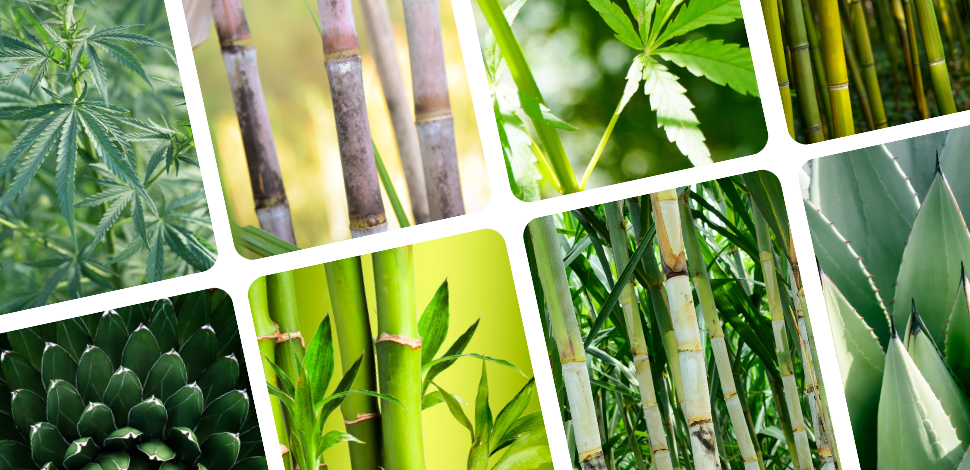 Hahnemühle papers made of hemp, bamboo, agave and sugar cane