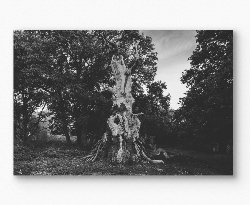 Andrea_Vicentini_04_Sentenza-di-Massa