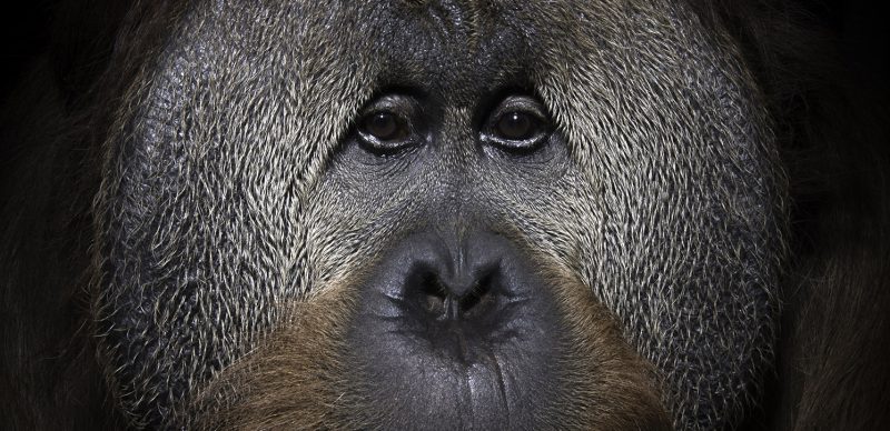 ©Mark Edward Harris_USA Indianapolis Orangutan Azy ©Mark Edward Harris_USA Indianapolis Orangutan Azy