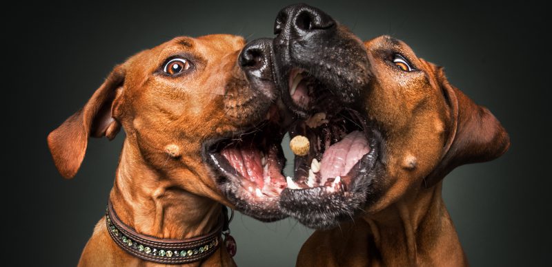 (c) Christian Vieler