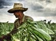 Cuban Tobacco Farmer ©Manuello Paganelli Detail gedruckt auf Hahnemühle Digital FineArt Papier