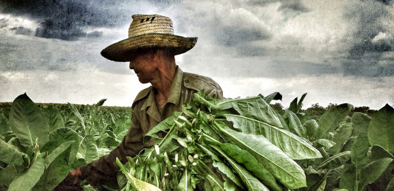 Cuban Tobacco Farmer ©Manuello Paganelli Detailheader Cuban Tobacco Farmer ©Manuello Paganelli Detail gedruckt auf Hahnemühle Digital FineArt Papier