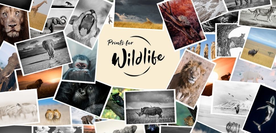 Prints for Wildlife
