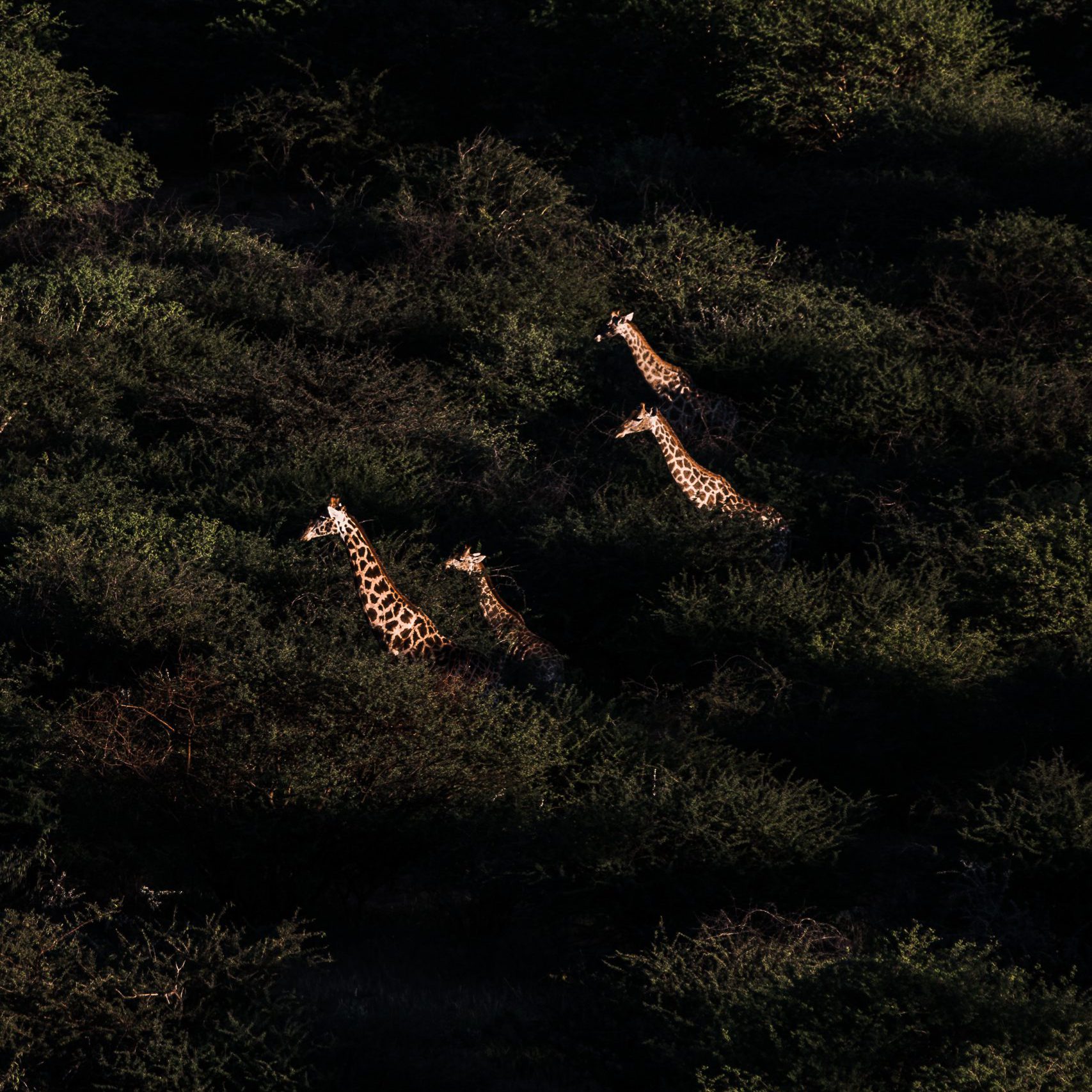 Giraffen über den Baumwipfeln ©Marion Payr für Prints for Wildlife
