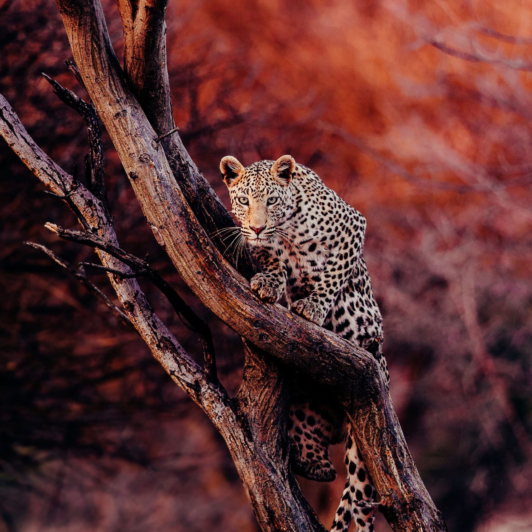 Leopard Tierfotografie ©Pie Aerts