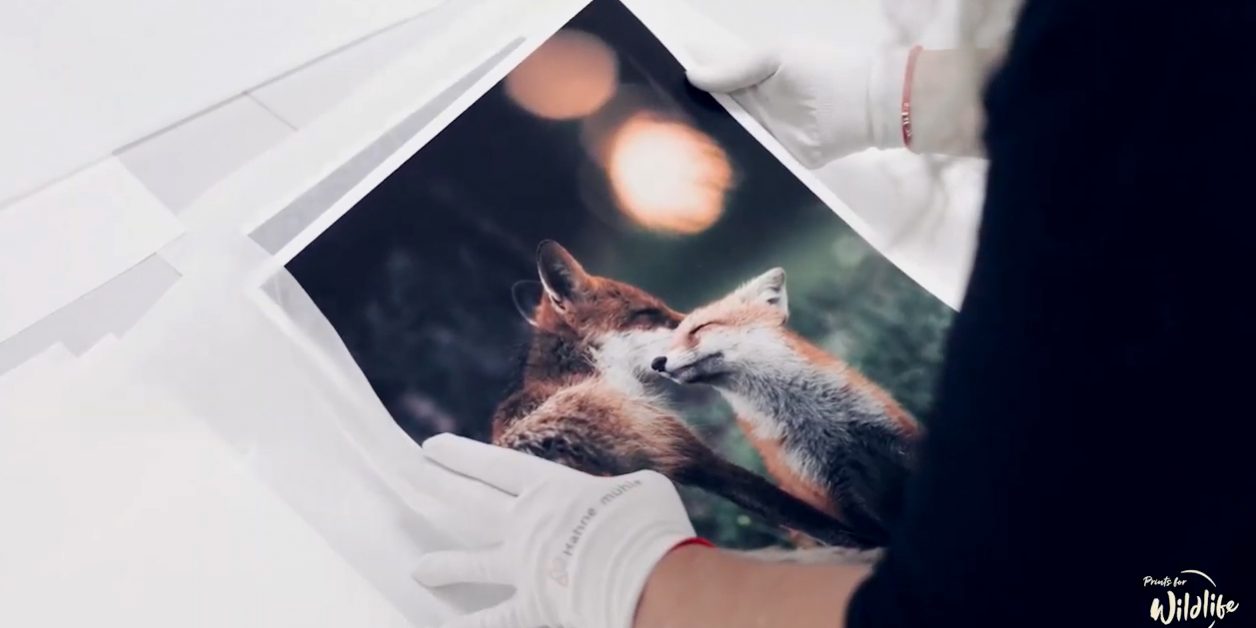 Prints for Wildlife auf Hahnemühle Hemp Paper