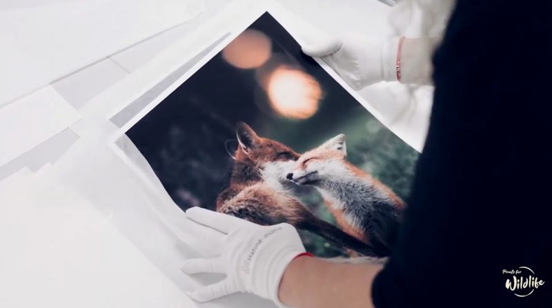 Prints for Wildlife auf Hahnemühle Hemp Paper Prints for Wildlife auf Hahnemühle Hemp Paper