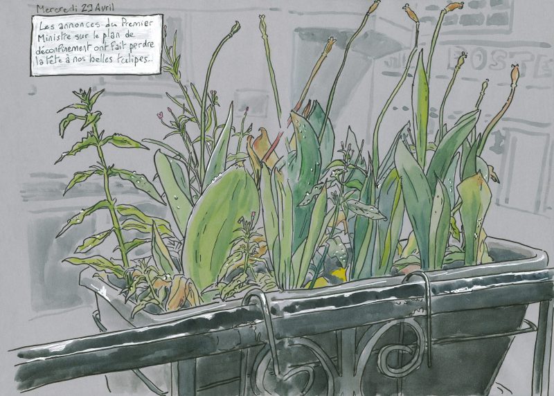 200429_tulipes_mortes