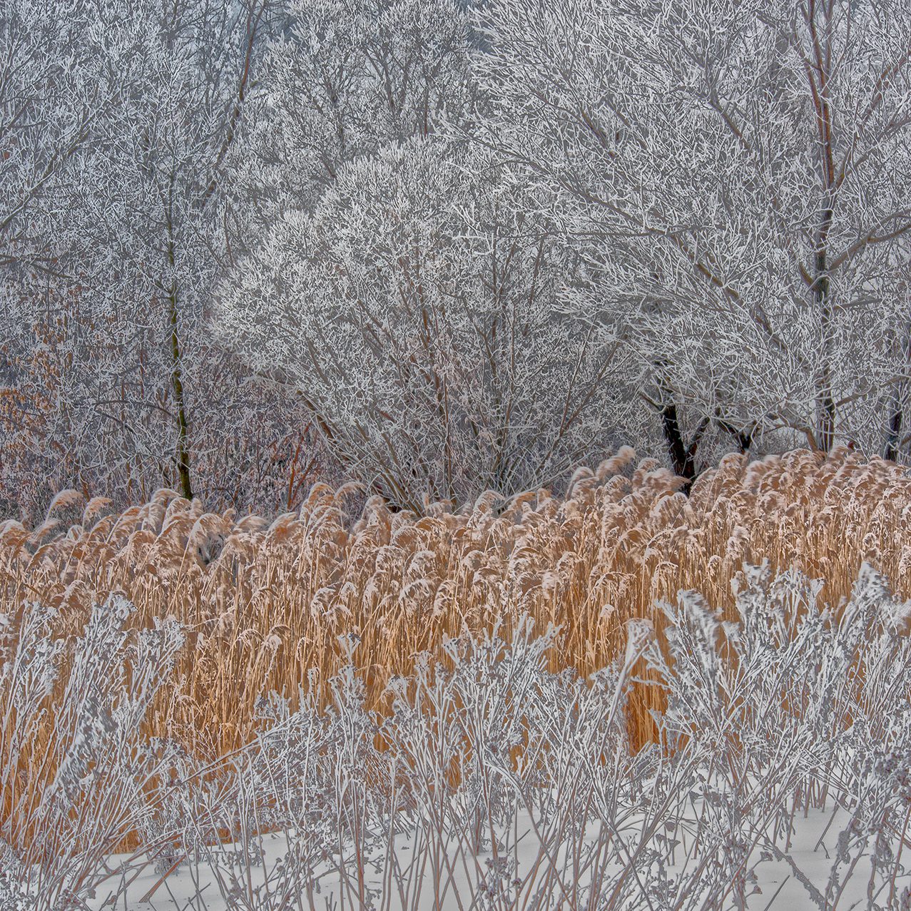 (c) Wladimir Ogloblin Золото в оправі срібла / Gold in Silber gerahmt 2020