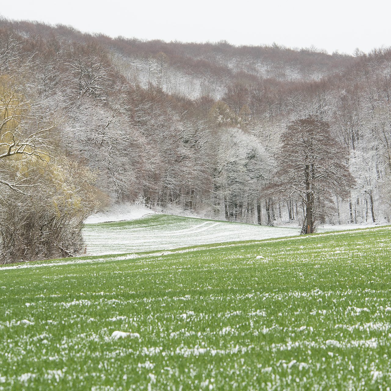(c) Wladimir Ogloblin Випадковий сніг квітня / Zufälliger Schnee im April 2022