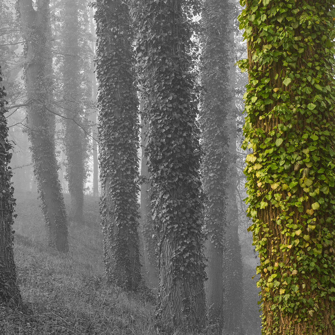 (c) Wladimir Ogloblin Казковість ранкового лісу / Die Fabelhaftigkeit des Morgenwaldes 2022