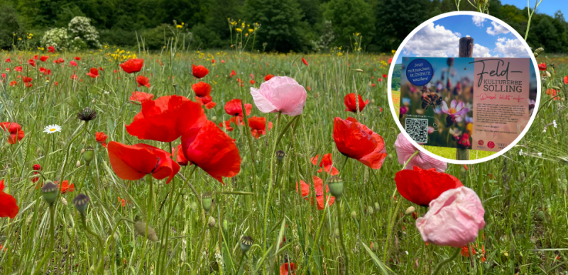 Blühwiese Dassel, Hahnemühles Nachhaltigkeitsprojekt 2024 zum 440. Geburtstag